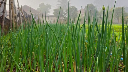 Obraz premium Green onion plants growing in vegetable garden bed. Fresh green green onions growing in a vegetable garden field with morning mist background.
