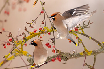 Jemiołuszka (Bombycilla garrulus) © Grzegorz