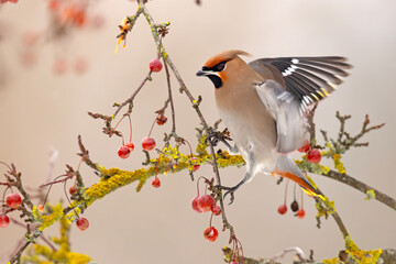 Jemiołuszka (Bombycilla garrulus) © Grzegorz