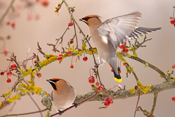 Jemiołuszka (Bombycilla garrulus) © Grzegorz