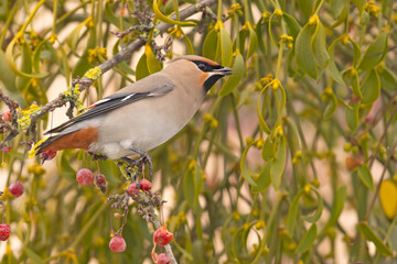 Jemiołuszka (Bombycilla garrulus) © Grzegorz