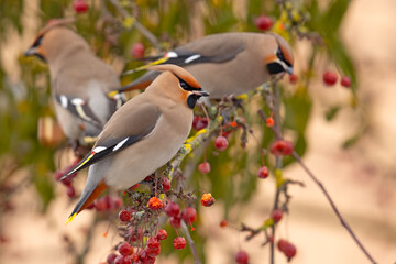 Jemiołuszka (Bombycilla garrulus) © Grzegorz