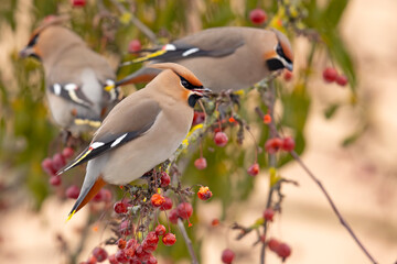 Jemiołuszka (Bombycilla garrulus) © Grzegorz