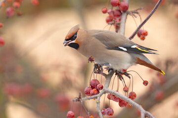 Jemiołuszka (Bombycilla garrulus) © Grzegorz