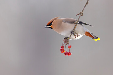 Jemiołuszka (Bombycilla garrulus) © Grzegorz