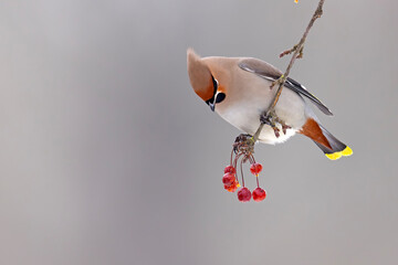 Jemiołuszka (Bombycilla garrulus) © Grzegorz
