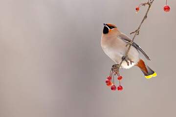 Jemiołuszka (Bombycilla garrulus) © Grzegorz