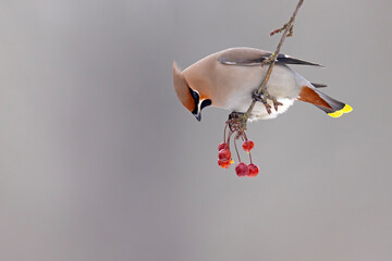 Jemiołuszka (Bombycilla garrulus) © Grzegorz