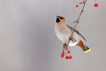 Jemiołuszka (Bombycilla garrulus) © Grzegorz