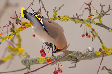 Jemiołuszka (Bombycilla garrulus) © Grzegorz