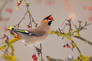 Jemiołuszka (Bombycilla garrulus) © Grzegorz