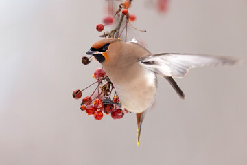 Jemiołuszka (Bombycilla garrulus) © Grzegorz