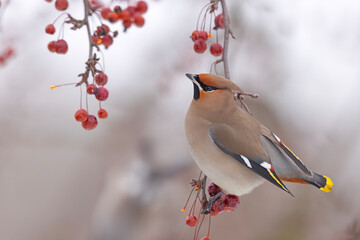 Jemiołuszka (Bombycilla garrulus) © Grzegorz