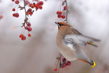 Jemiołuszka (Bombycilla garrulus) © Grzegorz