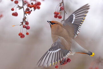 Jemiołuszka (Bombycilla garrulus) © Grzegorz