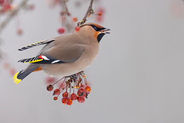 Jemiołuszka (Bombycilla garrulus) © Grzegorz
