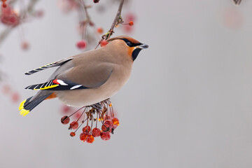 Jemiołuszka (Bombycilla garrulus) © Grzegorz