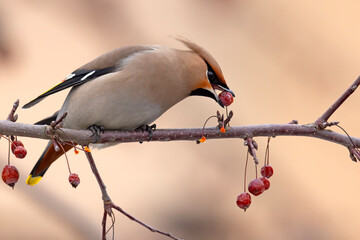 Jemiołuszka (Bombycilla garrulus) © Grzegorz