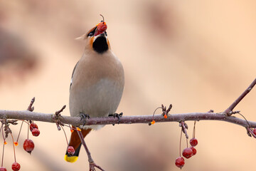 Jemiołuszka (Bombycilla garrulus) © Grzegorz