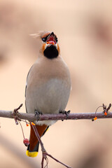 Jemiołuszka (Bombycilla garrulus) © Grzegorz