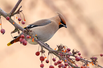 Jemiołuszka (Bombycilla garrulus) © Grzegorz