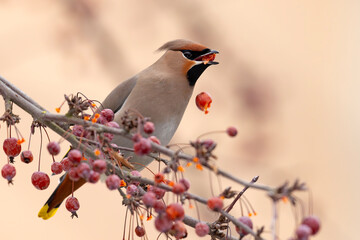 Jemiołuszka (Bombycilla garrulus) © Grzegorz
