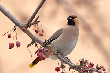 Jemiołuszka (Bombycilla garrulus) © Grzegorz