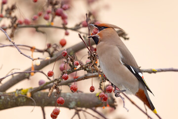 Jemiołuszka (Bombycilla garrulus) © Grzegorz