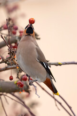 Jemiołuszka (Bombycilla garrulus) © Grzegorz