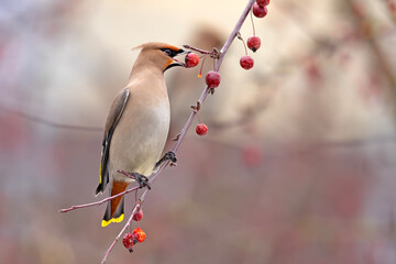Jemiołuszka (Bombycilla garrulus) © Grzegorz