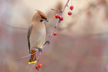 Jemiołuszka (Bombycilla garrulus) © Grzegorz