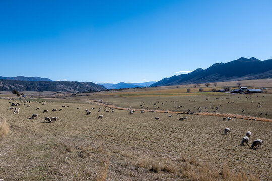 Herd of sheep in Grass Valley in western Colorado with Grand Hogback mountain ridge in background on clear autumn morning.