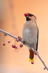 Jemiołuszka (Bombycilla garrulus) © Grzegorz