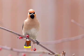Jemiołuszka (Bombycilla garrulus) © Grzegorz