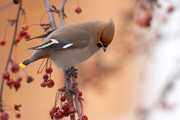 Jemiołuszka (Bombycilla garrulus) © Grzegorz