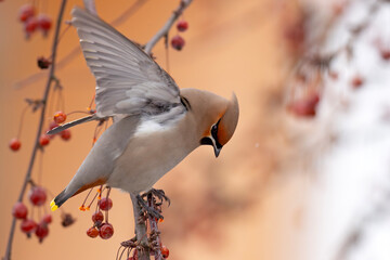 Jemiołuszka (Bombycilla garrulus) © Grzegorz