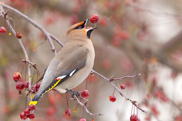 Jemiołuszka (Bombycilla garrulus) © Grzegorz