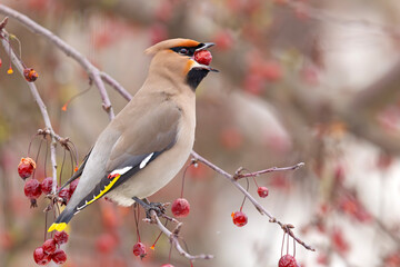 Jemiołuszka (Bombycilla garrulus) © Grzegorz