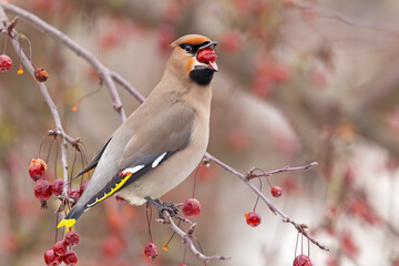 Jemiołuszka (Bombycilla garrulus) © Grzegorz