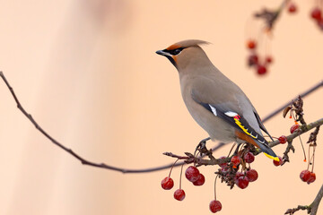 Jemiołuszka (Bombycilla garrulus) © Grzegorz