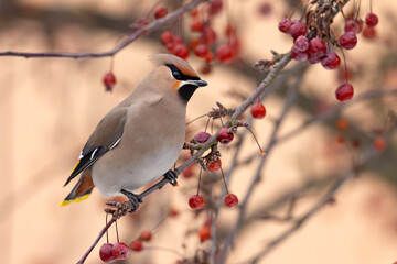 Jemiołuszka (Bombycilla garrulus) © Grzegorz