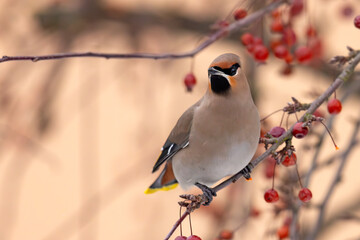 Jemiołuszka (Bombycilla garrulus) © Grzegorz