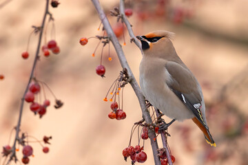 Jemiołuszka (Bombycilla garrulus) © Grzegorz