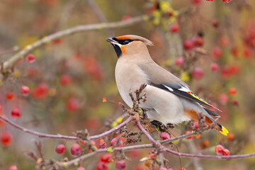 Jemiołuszka (Bombycilla garrulus) © Grzegorz