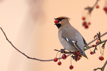Jemiołuszka (Bombycilla garrulus) © Grzegorz