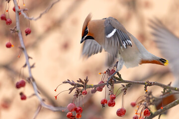 Jemiołuszka (Bombycilla garrulus) © Grzegorz