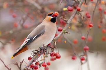 Jemiołuszka (Bombycilla garrulus) © Grzegorz