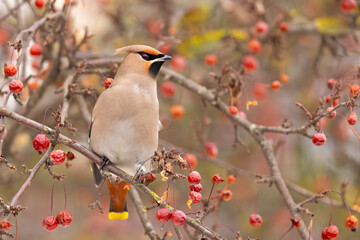 Jemiołuszka (Bombycilla garrulus) © Grzegorz