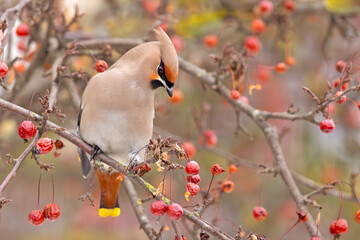 Jemiołuszka (Bombycilla garrulus) © Grzegorz