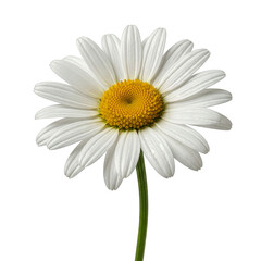 Fresh white daisy flower head with water droplets on a green stem on a transparent background